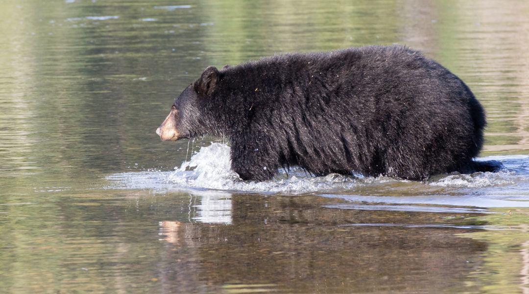 A video of a bear getting into an epic brawl crossing a Florida river will leave you speechless