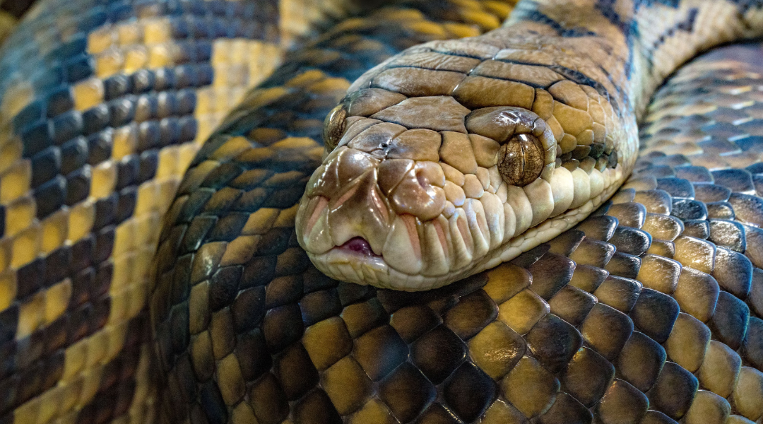 A wild Florida man beat out 800 people by conquering the one thing Americans fear most