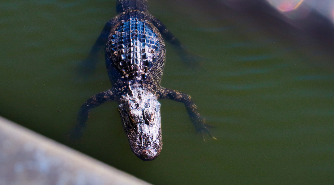 The police showed up after one Florida man created the deadliest backyard pool in America  