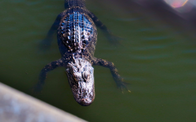 The police showed up after one Florida man created the deadliest backyard pool in America  