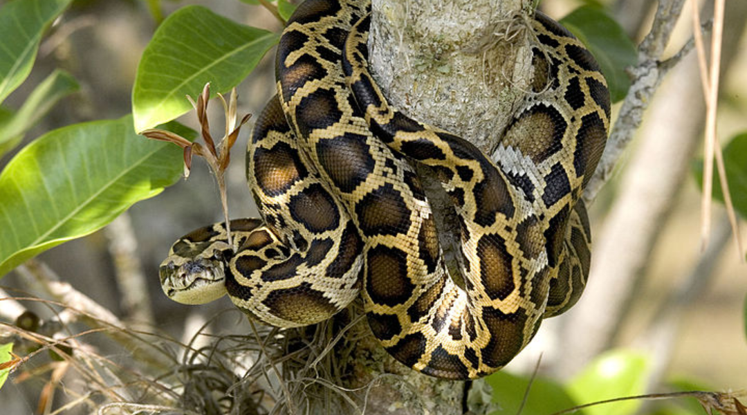 A Florida biologist caught one scary video of a hungry beast in the Everglades