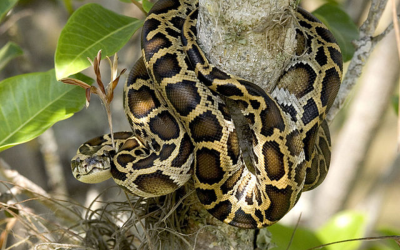 A Florida biologist caught one scary video of a hungry beast in the Everglades