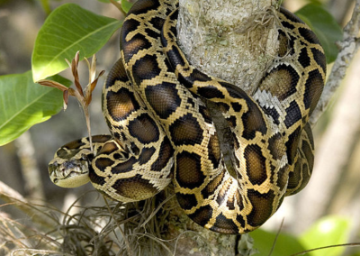 Burmese Python