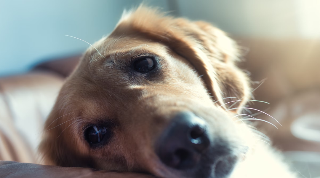 Police were sickened by what this Florida man did to his dog during Hurricane Milton