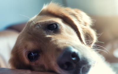 Police were sickened by what this Florida man did to his dog during Hurricane Milton