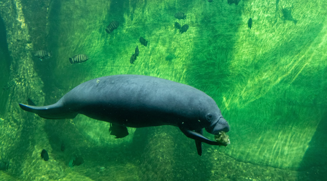 Florida wildlife officials made one scary discovery left behind by the hurricane