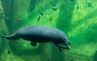 Florida wildlife officials made one scary discovery left behind by the hurricane