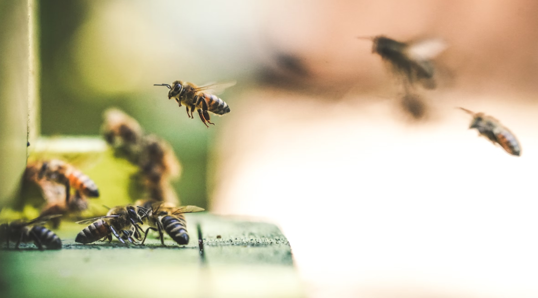 A Florida man struck a nest of killer bees. What happened next was absolutely horrifying