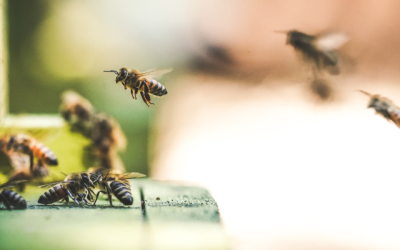 A Florida man struck a nest of killer bees. What happened next was absolutely horrifying