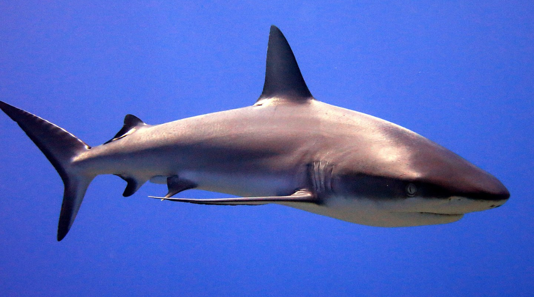 Scientists think they have stumbled upon one weird trick that could stop shark attacks