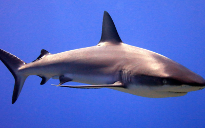 Scientists think they have stumbled upon one weird trick that could stop shark attacks