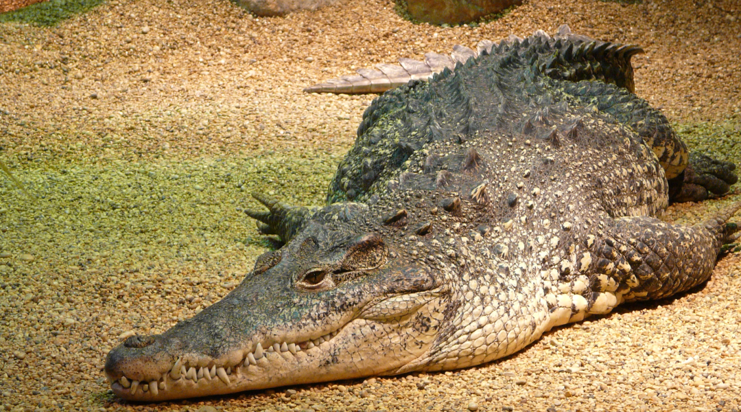 A video from the Florida Everglades showed one scary sight that left tourists stunned