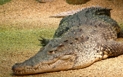 A video from the Florida Everglades showed one scary sight that left tourists stunned