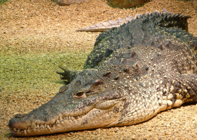 Alligator