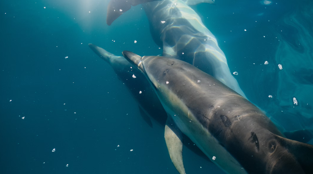 One terrifying discovery about dolphins in the Gulf of Mexico left scientists scared