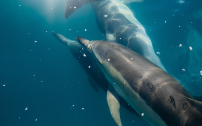 One terrifying discovery about dolphins in the Gulf of Mexico left scientists scared