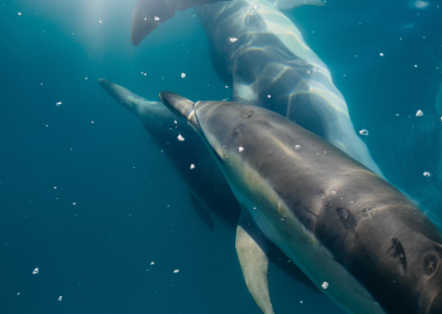 Dolphins on fentanyl