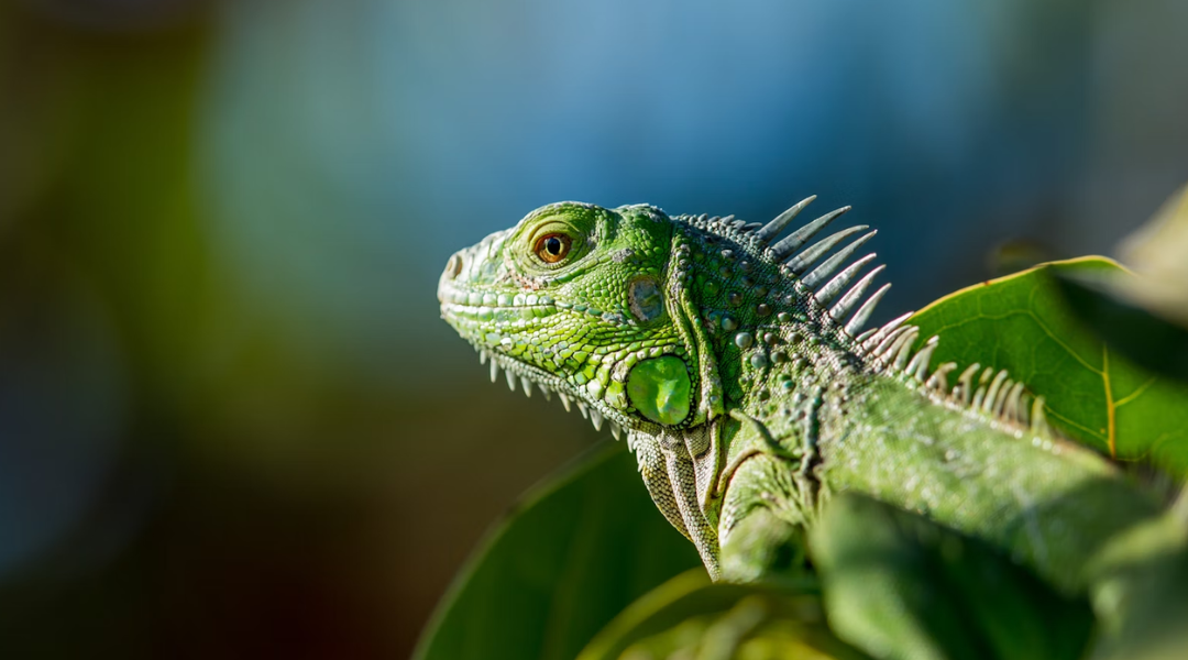 Florida residents are living in fear over being hit by this animal in a cold snap