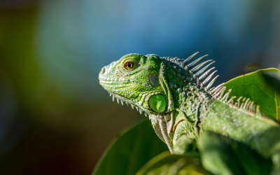 Florida residents are living in fear over being hit by this animal in a cold snap