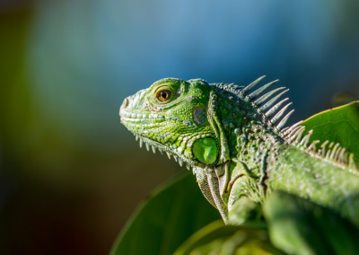 Iguana