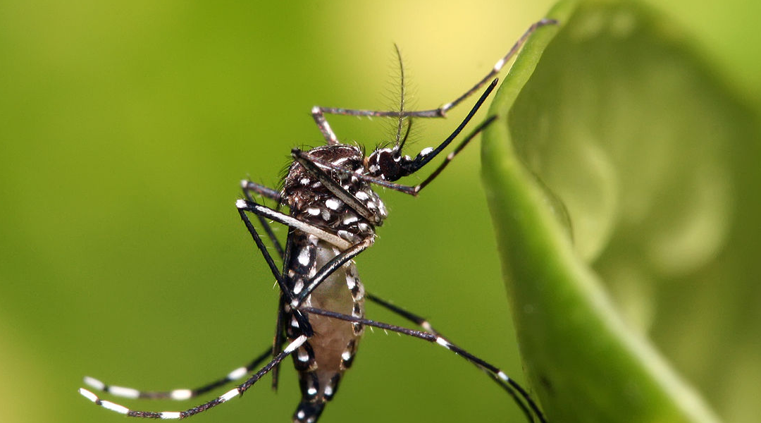 This Florida man tried to steal one truck that would have given him lifetime protection from mosquitoes 