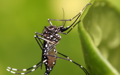 This Florida man tried to steal one truck that would have given him lifetime protection from mosquitoes 