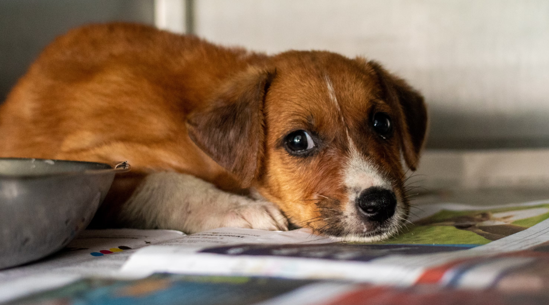 Police arrested a Florida woman with 32 dogs for one sick reason that will leave you shaking your head in disbelief