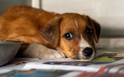 Police arrested a Florida woman with 32 dogs for one sick reason that will leave you shaking your head in disbelief