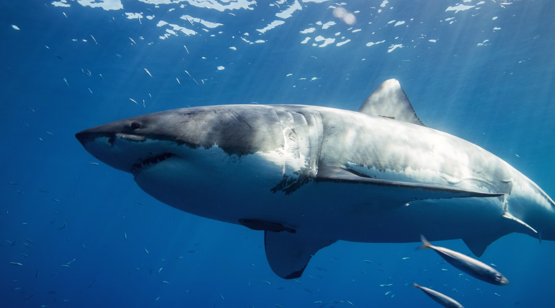 Scientists made one scary find in the waters off Florida that confirmed they need a bigger boat