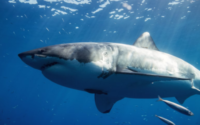 Scientists made one scary find in the waters off Florida that confirmed they need a bigger boat