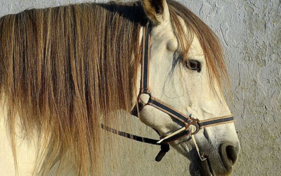 Police were sickened by what this Florida man tried to insert into a horse’s nose