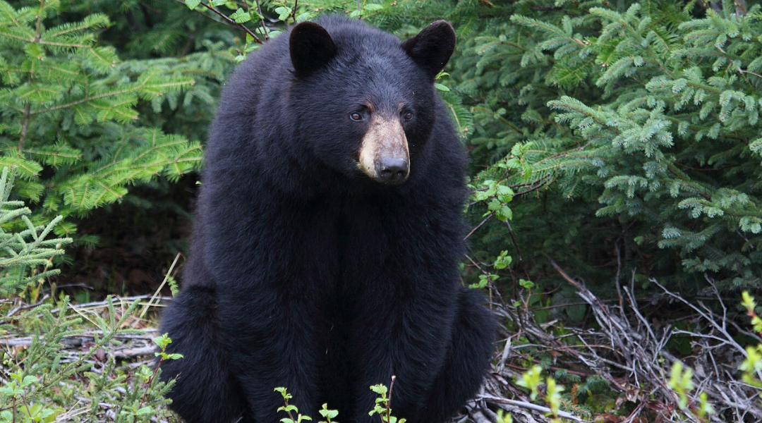 This Florida man’s brave fight with a bear prevented a Christmas tragedy for his children