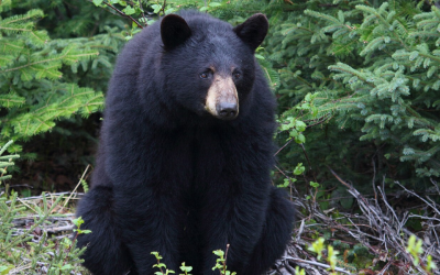 This Florida man’s brave fight with a bear prevented a Christmas tragedy for his children