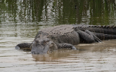 A Florida man made one scary trip into the Everglades and walked out a social media star