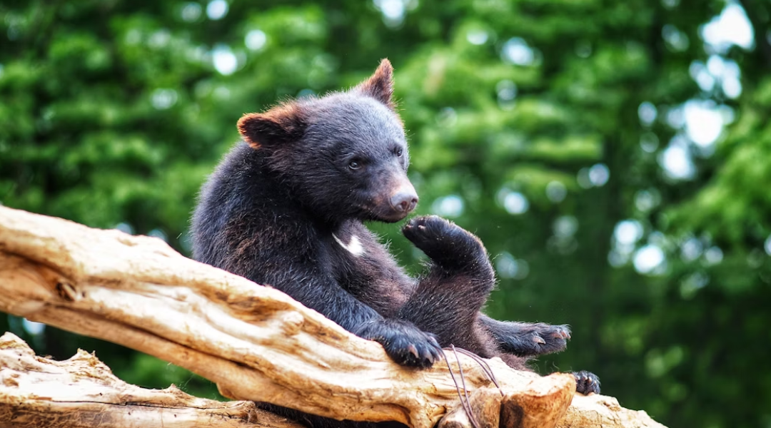 A Florida woman got the shock of her life when she found this fight in her backyard