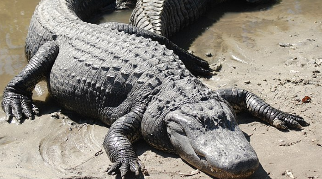 Florida researchers confirmed one scary urban legend about alligators is true