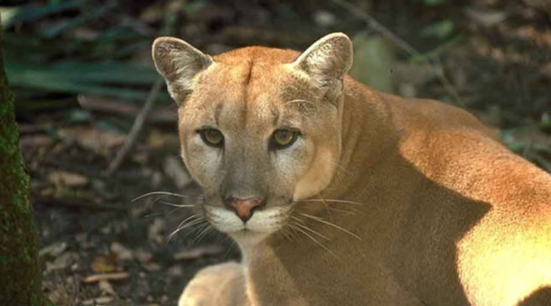 Florida panthers are in a fight for their lives because of this scary situation