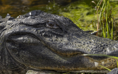Rescuers found an alligator that survived this scary fight for her life