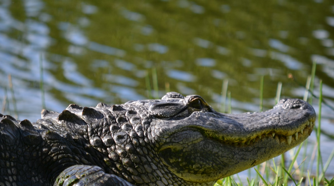 Researchers made one scary discovery about what’s behind alligator attacks