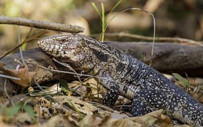 Florida tried to fight off one scary invasion that no one saw coming